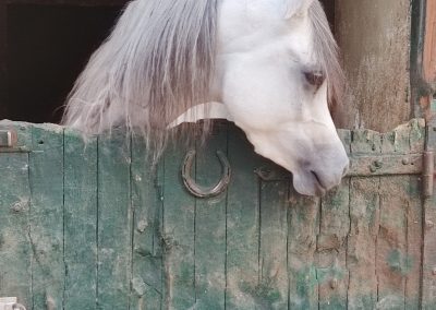Πύργος Βασιλίσσης, Ίλιον, στάβλοι | Πολιτιστικός Φυσιολατρικός Σύλλογος Δροσιάς