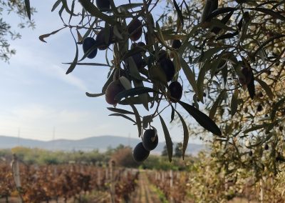 Πύργος Βασιλίσσης, Ίλιον, αμπελώνας | Πολιτιστικός Φυσιολατρικός Σύλλογος Δροσιάς